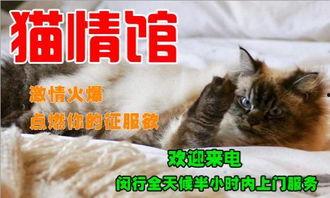 下猫视频在线观看,在线观看萌态百出的猫视频 第3张 下猫视频在线观看,在线观看萌态百出的猫视频 第3张